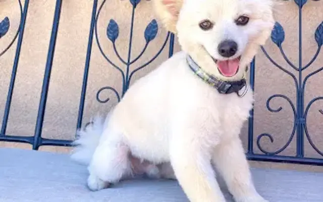 LUCKY DOG PET GROOMING , in Brawley, CA