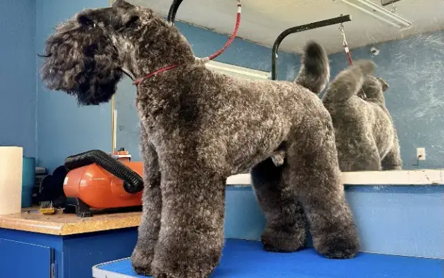 The Kennels - Boarding and Grooming in Grass Valley, CA