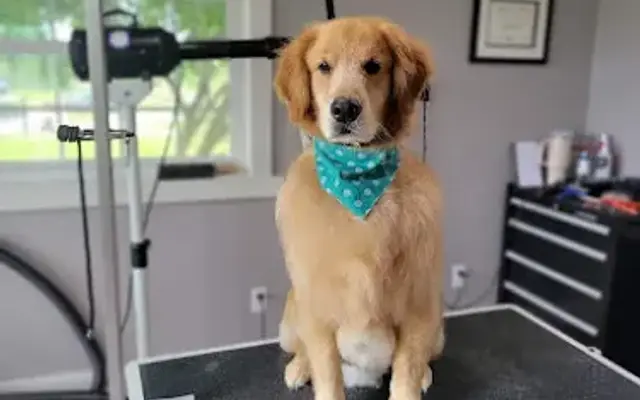 Baxter's Groom Room in Zeeland, MI