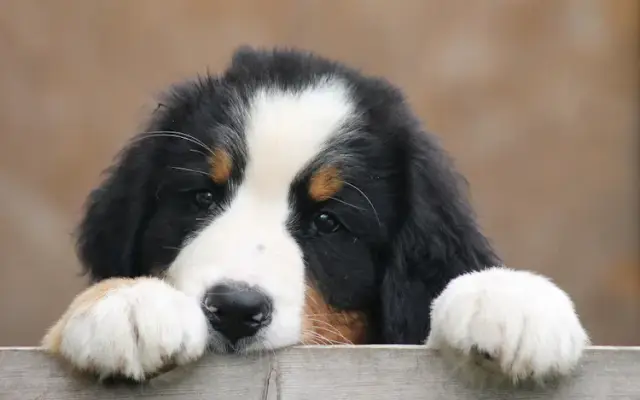 Setters Run Kennel LLC in Hortonville, WI