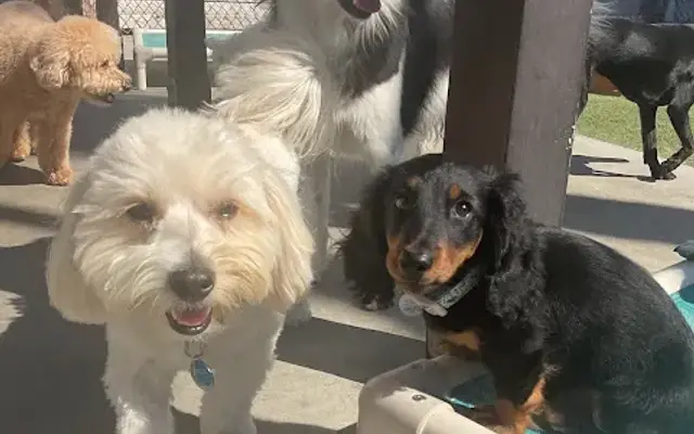 Dioji K-9 Resort & Athletic Club in Santa Barbara, CA