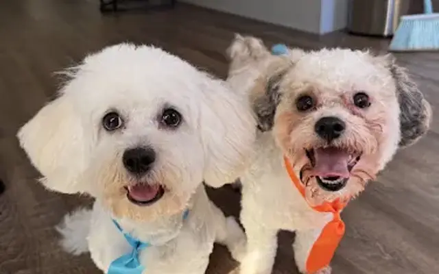 Fluffy Pet Grooming in Dallas, TX