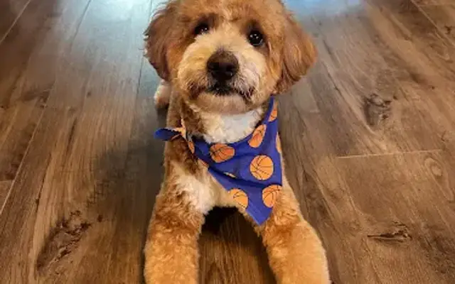 Goldendog Grooming in Spring Valley, CA