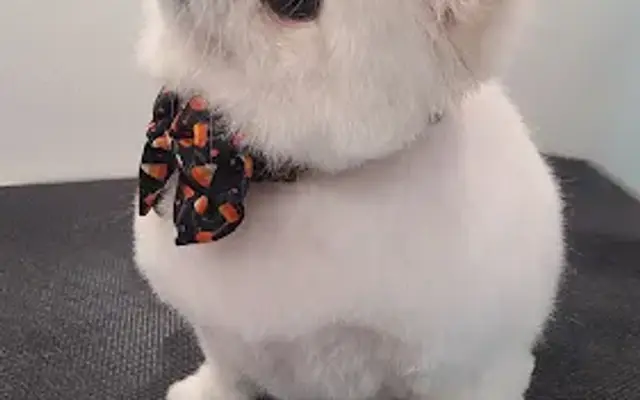 Grooming Standards in Royal Oak, MI