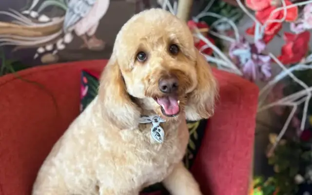 Lulu’s Pet Spa in Davie, FL