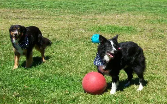 Bonny Doone Kennel in Napa, CA