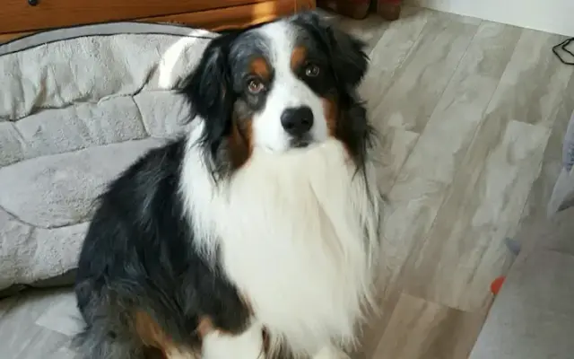 Best Mobile Dog Grooming in Strasburg, CO