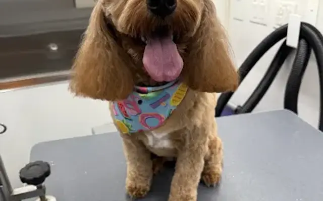 The Happy Canine Mobile Dog Spa in Tucson, AZ