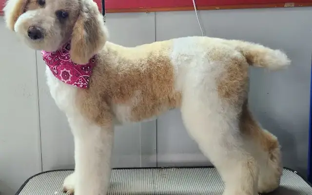 Pawfection Pet Spa By Joy in Calhoun, LA