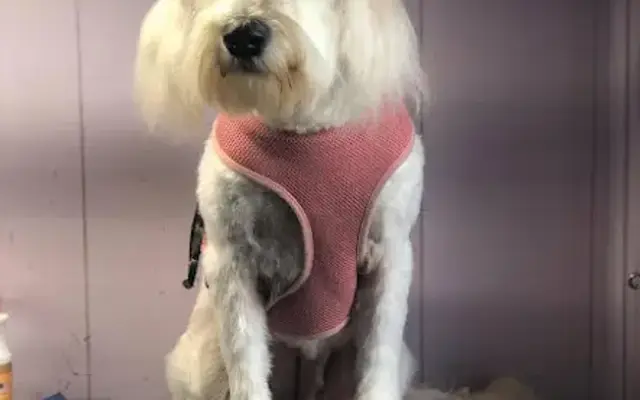 Groomer Has It in Star City, AR