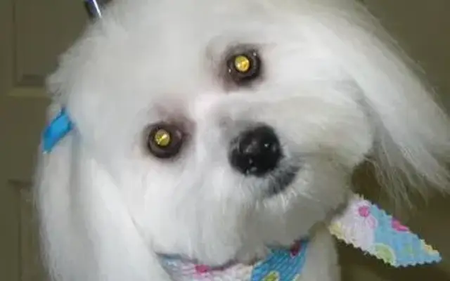 Bark-N-Bubbles in North Richland Hills, TX