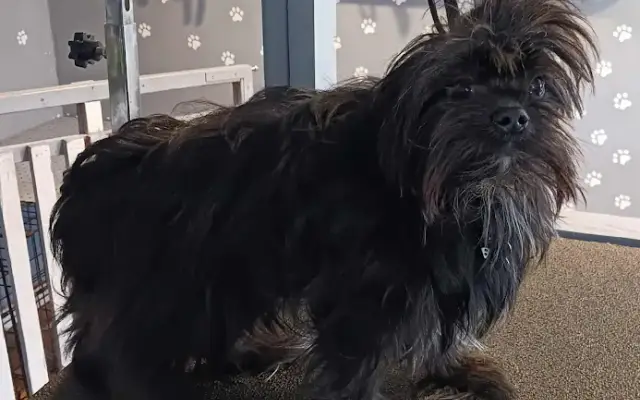 Majestic Pet Grooming Salon in Porter, TX