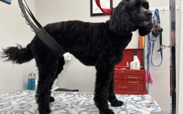 Andrea's Dog Barber Shop in Dallas, OR