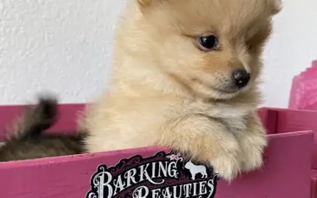 Barking beauties in Huntington Park, CA
