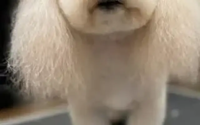 Grooming by Kathy in Monticello, GA