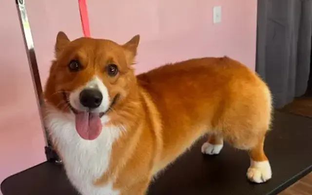 Powder Paws Pet Spa (Dog grooming) in Largo, FL