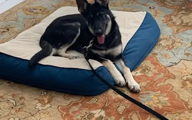 Lone Star K9 Companion Training LLC. in Livingston, TX