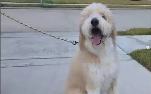 Sudzy Dog Services in Baytown, TX