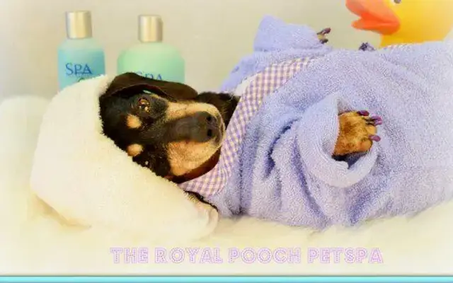 The Royal Pooch Petspa in La Fayette, AL