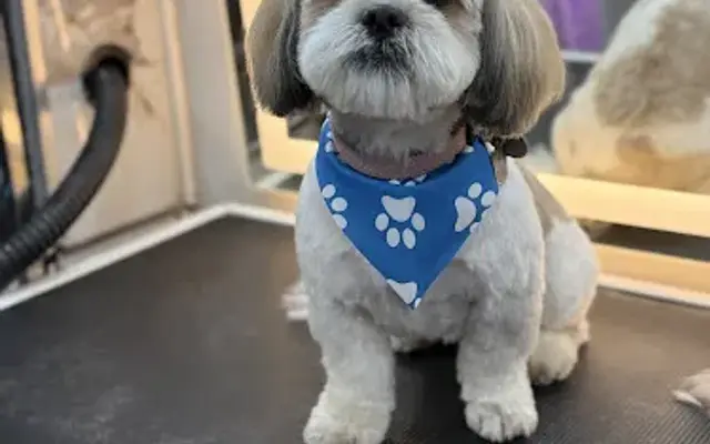 Pet empire Mobile Pet Grooming llc in Jupiter, FL