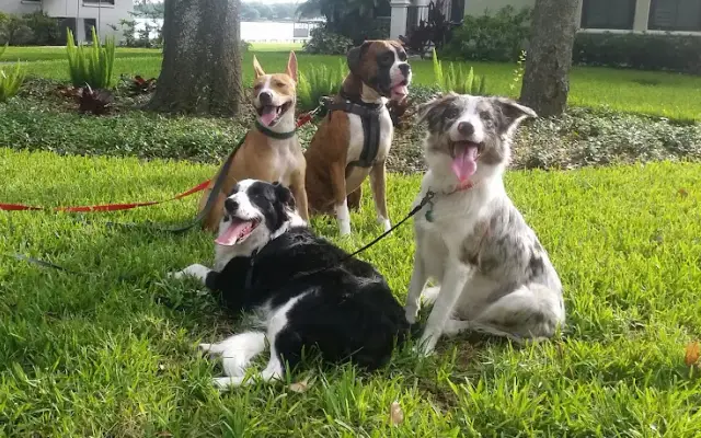 Mad Max Dog Care in Tampa, FL