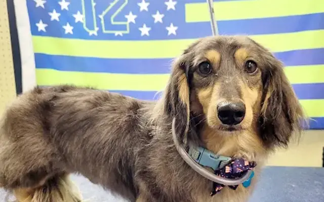 Best Friends Dog Grooming in Howell, MI