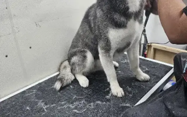 True Groomz Pet Grooming in Boerne, TX