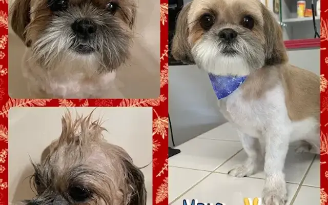 Blu Dog grooming in Broussard, LA