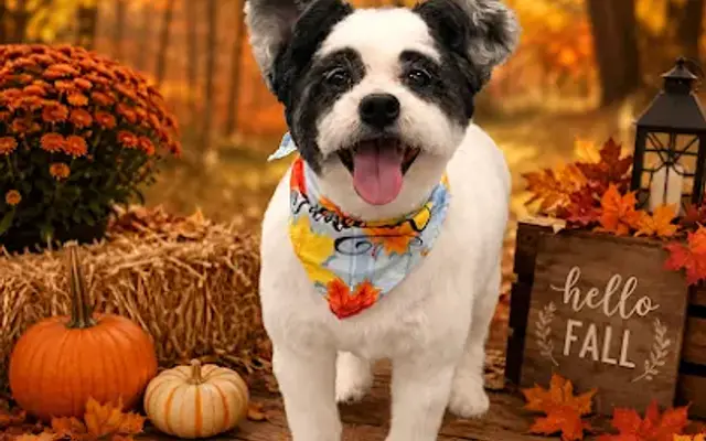 Bathe, Brush, & Beyond Grooming in Northville, MI
