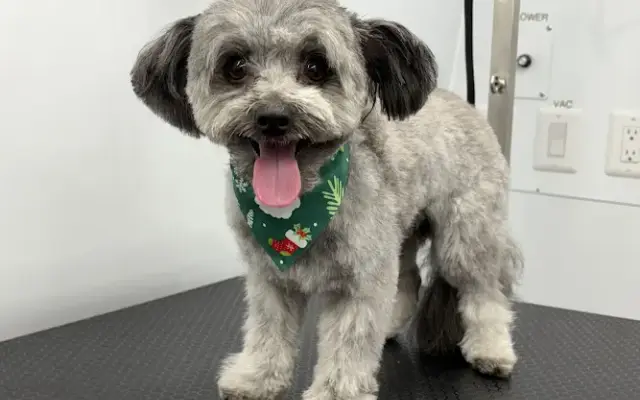 Scruffy Bubbles Mobile Grooming in South Gate, CA