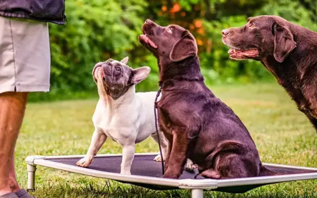 Ridgeside K9 Winchester in Winchester, VA