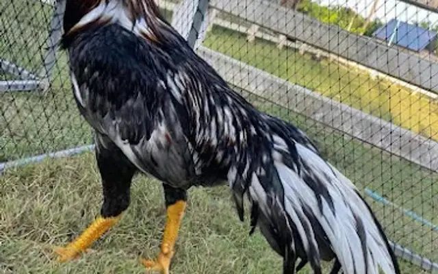 My Game Fowl in Enid, OK