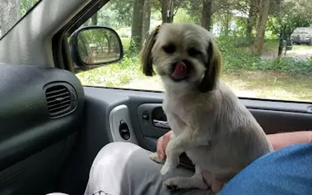 A Pampered Pet in Oxford, GA