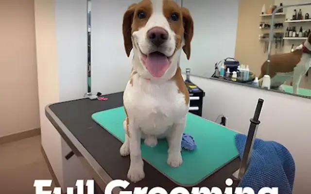 Mishka Grooming in Beverly Hills, CA