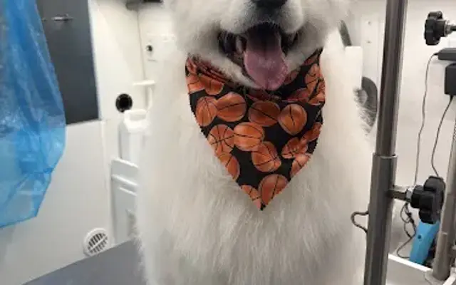 DIRTY DOGS MOBILE GROOMING in Manassas, VA