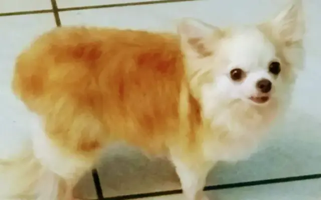 The Sassy Paw & Wing Professional Pet Grooming in Sebastian, FL