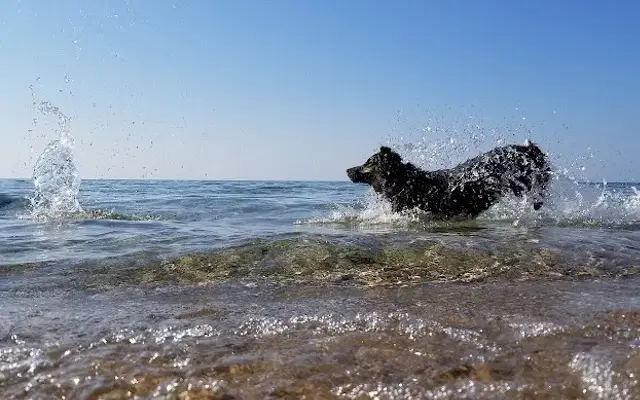 Pampered Pooch in Petoskey, MI