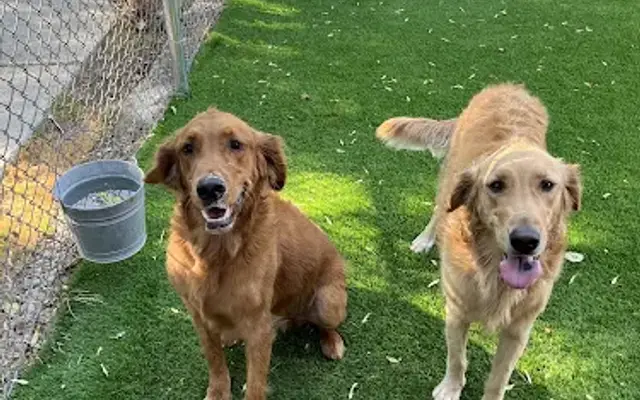 Hideaway Kennels in Chatsworth, CA