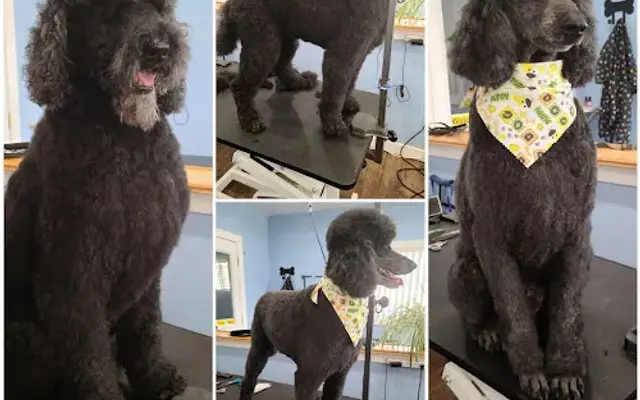 Bow Wow Bed & Breakfast Boarding & Grooming in Columbia City, IN