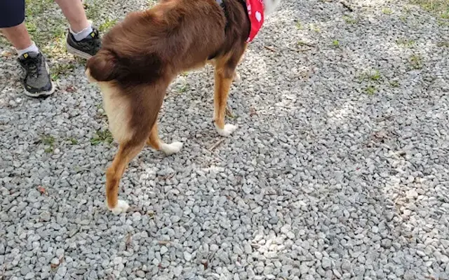 Michelle's Pet Grooming Salon in Bee Spring, KY