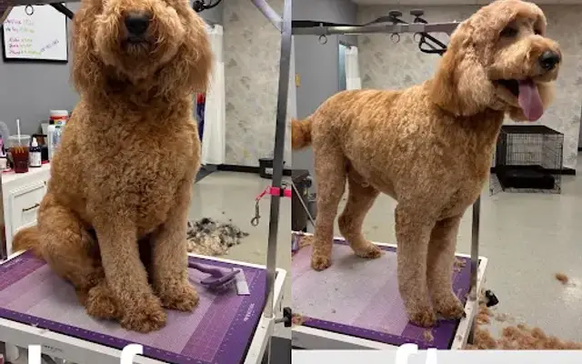 Muddy Paws Dog Grooming in Dickson, TN