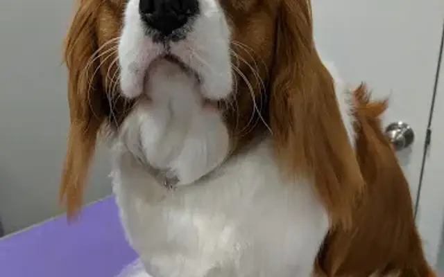 Luxe Canine Mobile Spa-LLC in Franklin, OH