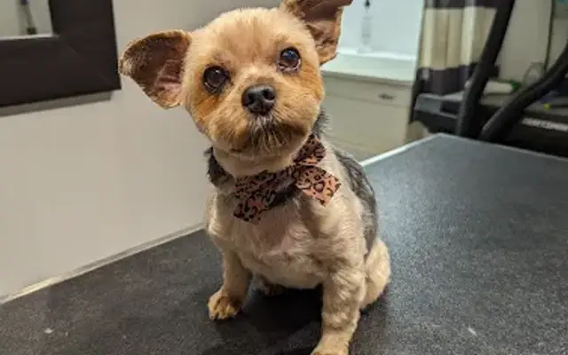 Country Groomer in Gibbon, MN