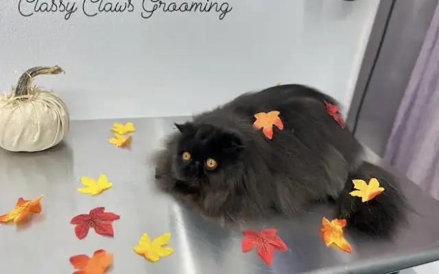 Classy Claws Grooming in Columbus, OH