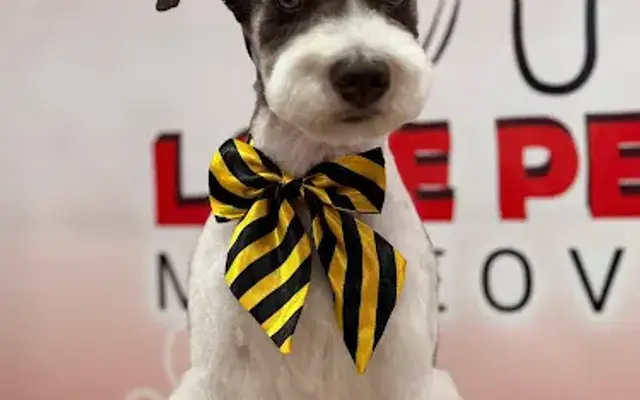 Love Pets Makeover in Tampa, FL