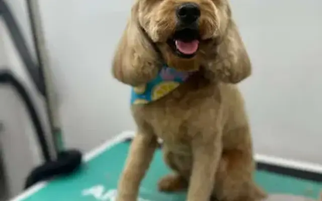 backstage pet grooming mobile in Coral Springs, FL