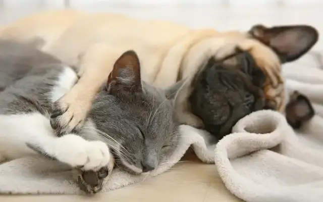 Best Pet Care Company in East Lansing, MI