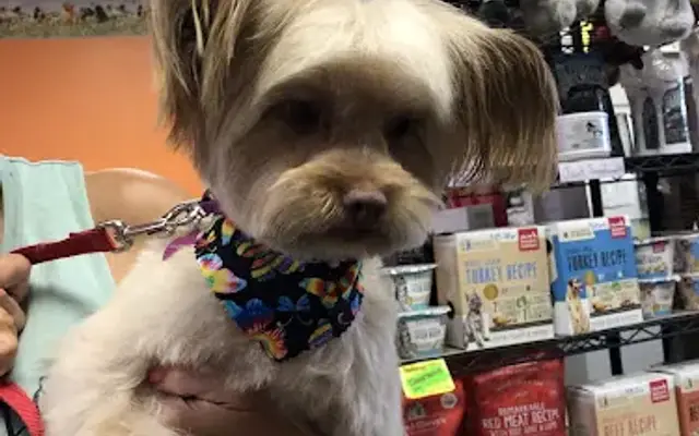 Gold'n Grooming in Hemet, CA