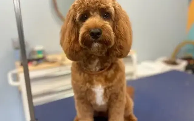Vanity Fur by Justice in Grimes, IA