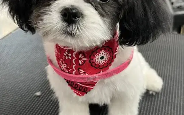 Waggin Wheel Pet Grooming in Mineral Wells, TX
